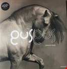 Gus Gus Arabian Horse Kompakt